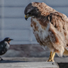 Hawk at Ferry Point  - July 11 2026
