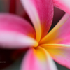 Plumeria 