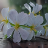 Silent Bloom in Rainlight 5