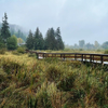 Misty Marsh
