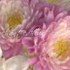 Chrysanthemums