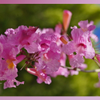 SoftNESS of Spring