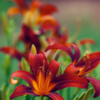 Orange day-lily P6113