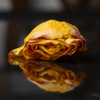Dried yellow rose