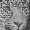 Up Close Leopard