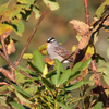 sparrow