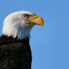 America's Republican Eagle