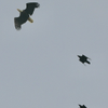Ravens chase Eagle away from their nest