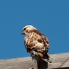 rough Legged Hawk, male 