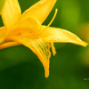 Summer Lily