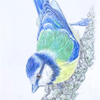 Blue Tit