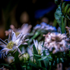 bouquet macro