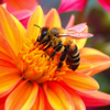 Big Bear Bee 2