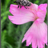 what's the beetle?
