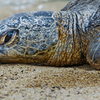 4 9 Honu IMG 1