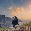 Rook at the Cliffs of Moher