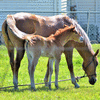 Mare & Foal 4.21.19