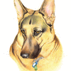 Kirby - German Sheapheard dog