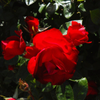 Red Rose