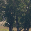 sand hill cranes 