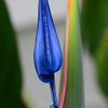 Bird of Paradise 