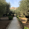 Garden of Gethsemane