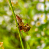 a bee caught by a spider