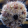 Sea Urchin