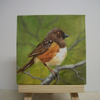 Spotted Towhee