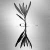 Reflections in monochrome 