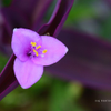 Summer Flower