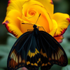 Vibrant Butterfly on Yellow Rose