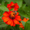 Big Bear Bee