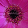 Pink Gerbera Daisy