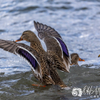 December Water Frolic 