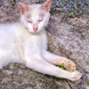 Kitty dream