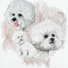 Bichon Frise