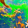 Crexis