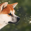 Chasing Wishes