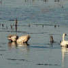 Swans headed South