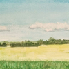 Sturgeon County In Summer 