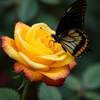 Butterfly on Vibrant Yellow Rose