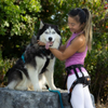 Husky Love