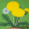 Dandy - Lion