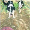 The dogs: Ringo and Shelly