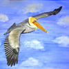 Soaring pelican