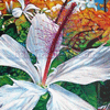 Hibiscus In Flames
