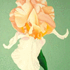 Peach Iris