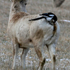 Big Horn Ewe visits proctologists 