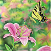 Tiger Swallowtail and Stargazer Lilly